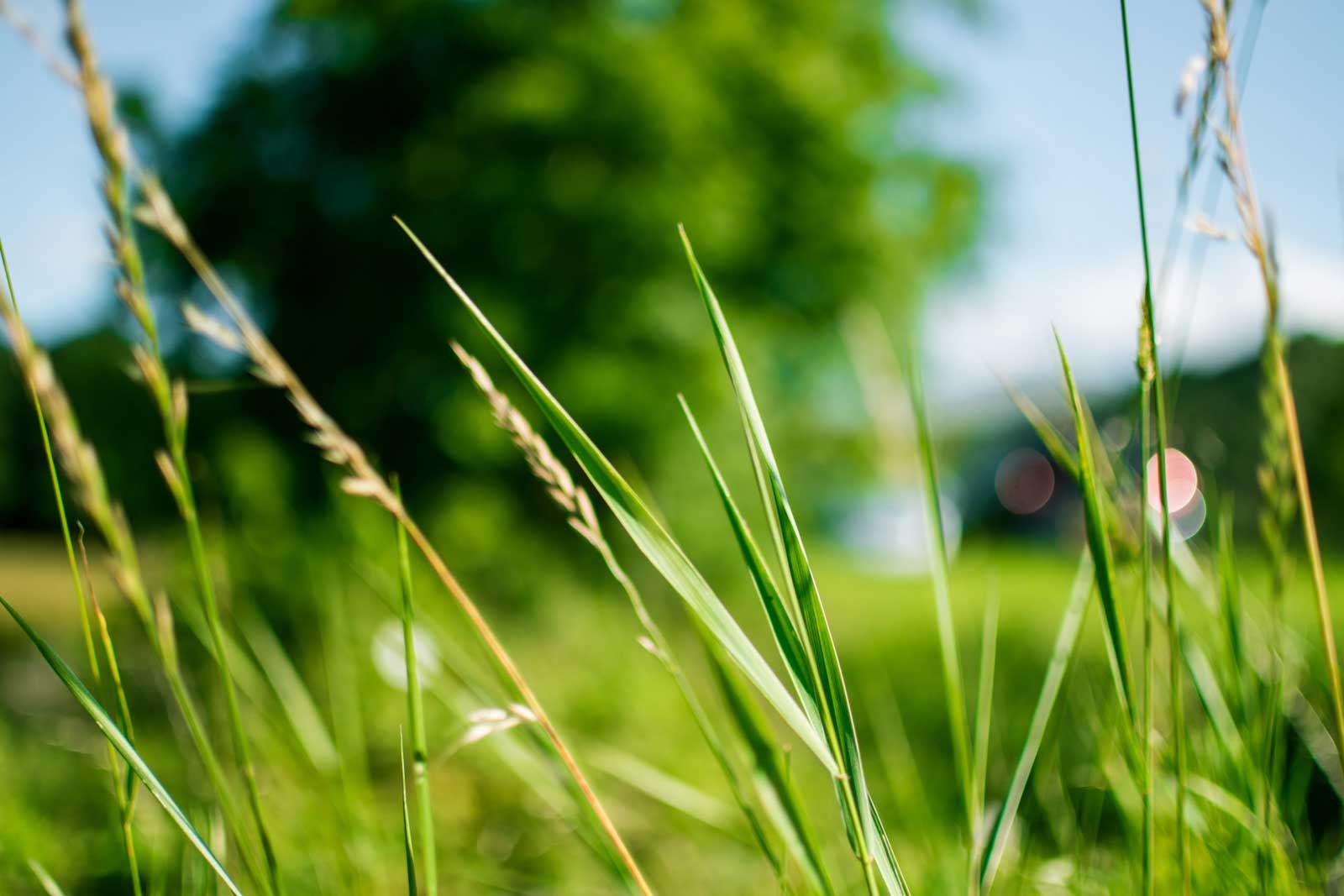 Sustainable green landscape