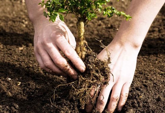 Young Planting