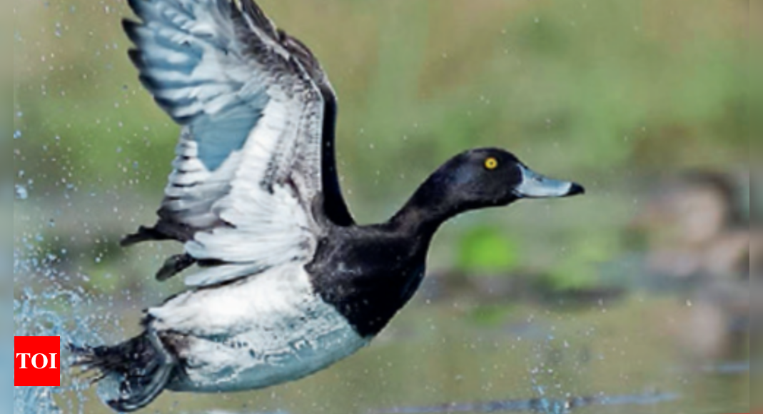 Birds: Conservation Action Plan for Avifauna in Delhi-NCR | Delhi News