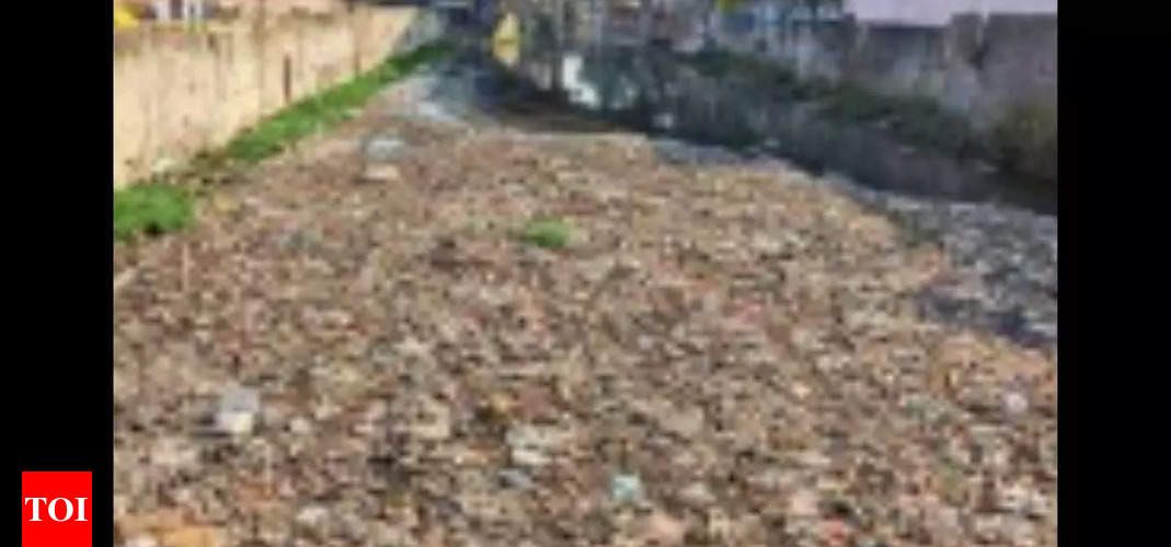 Buckingham Canal choked with garbage and sewage | Chennai News