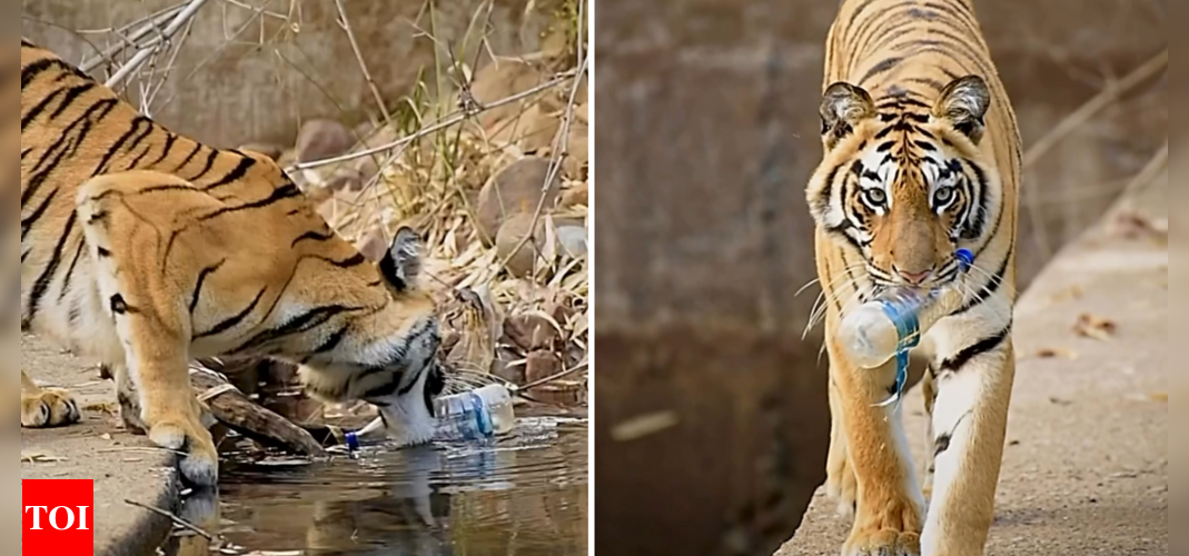 Viral video of tiger picking up plastic sparks conversation on responsible tourism |