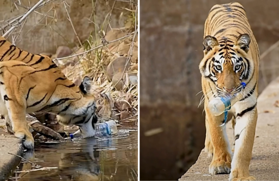 Viral video of tiger picking up plastic sparks conversation on responsible tourism |