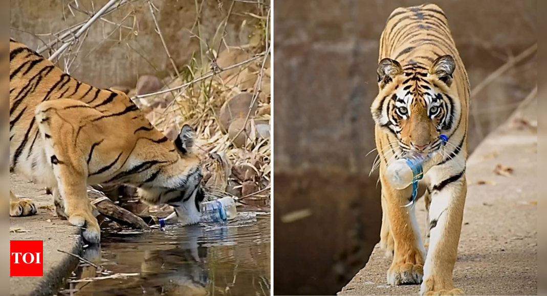 Viral video of tiger picking up plastic sparks conversation on responsible tourism |